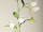 Glockenblumen-Girlande, L 180cm, Blüten 5cm, weiss