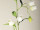 Glockenblumen-Girlande weiss L 180cm, Blüten 5cm