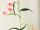 guirlande de campanules, l 180cm, fleurs 5cm, rose