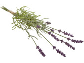 Lavendel gebunden, 9 Blüten, lila/grün, L 40cm