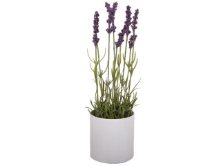 Lavendel mit 9 Blüten, im Topf, lila/grün/weiss, Ø 9,5 x H 35cm