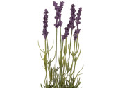 lavender with 9 flowers, in pot, lilac/green/white,...