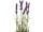 Lavendel mit 9 Blüten, im Topf, lila/grün/weiss, Ø 9,5 x H 35cm
