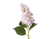 hortensia XL, h 96cm, fleur Ø 15 x l 25cm, vert/rose