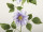 clematis garland, l 135cm, flowers 9 - 14cm, green/lavender