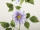Clematis-Girlande grün/lavendel L 135cm, Blüten 9 - 14cm