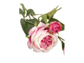 Rosenzweig englisch rosa L 64cm, Ø 20cm, 2 Blüten Ø 10cm, 1 Knospe Ø 4cm