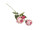 Rosenzweig englisch rosa L 64cm, Ø 20cm, 2 Blüten Ø 10cm, 1 Knospe Ø 4cm