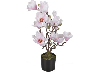Magnolie "Queens" im Topf, H 60cm, Ø 30cm, weiss/pink, Blüten 6 - 12cm