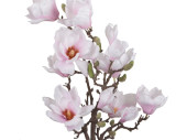 magnolia "Queens" in a pot, h 60cm, Ø 30cm, white/pink, flowers 6 - 12cm