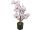 magnolia "Queens" in a pot, h 60cm, Ø 30cm, white/pink, flowers 6 - 12cm