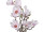 magnolia "Queens" in a pot, h 60cm, Ø 30cm, white/pink, flowers 6 - 12cm