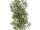 olive tree potted, green, B1 flame retardant, h 180cm