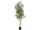 Olivenbaum getopft, grün, B1 schwer entflammbar, H 180cm