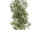 Olivenbaum getopft, grün, B1 schwer entflammbar, H 180cm