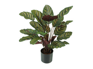 Calathea Pflanze getopft B1, grün, H 58cm, schwer entflammbar