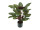 Calathea plant potted B1, green, h 58cm, flame retardant