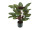 plante Calathea en pot B1, verte, h 58 cm, ignifuge