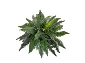 boston fern bush big B1 green, Ø 80cm, h 50cm...