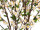 arbre à fleurs de cerisier diff. tailles et couleurs