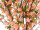 Kirschblütenbaum getopft, versch. Grössen und Farben