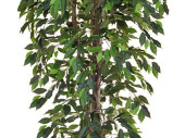 Ficus Benjamini getopft, grün, B1 schwer...