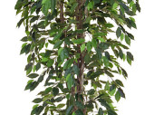 Ficus Benjamini potted, green, B1 flame retardant,...