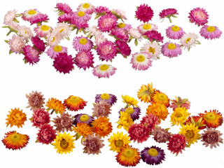 straw flowers, 36 pcs., Ø 5cm, var. colours