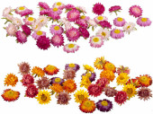 fleurs en paille, 36 pcs., Ø 5cm, diff. couleurs
