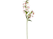 bellflower branch, h 120cm, w 40cm, flowers 5cm, rosy