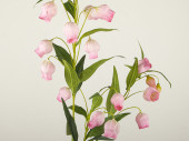bellflower branch, h 120cm, w 40cm, flowers 5cm, rosy