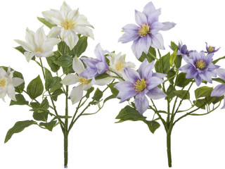 Clematis-Busch, H 40cm, Ø 30cm, Blüten 9 - 14cm, versch. Farben