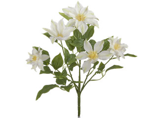 Clematis-Busch, H 40cm, Ø 30cm, Blüten 9 - 14cm, weiss