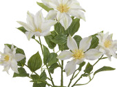 Clematis-Busch, H 40cm, Ø 30cm, Blüten 9 - 14cm, weiss