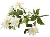 Clematis-Busch, H 40cm, Ø 30cm, Blüten 9 - 14cm, weiss