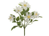 Clematis bush, h 40cm, Ø 30cm, flowers 9 - 14cm,...