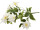Clematis-Busch, H 40cm, Ø 30cm, Blüten 9 - 14cm, weiss
