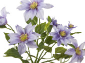 Clematis bush, h 40cm, Ø 30cm, flowers 9 - 14cm, lavender