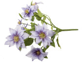 Clematis bush, h 40cm, Ø 30cm, flowers 9 - 14cm, lavender