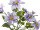 Clematis bush, h 40cm, Ø 30cm, flowers 9 - 14cm, lavender
