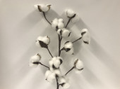 cotton branch with 12 heads, real pods, l approx. 55cm