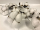 cotton branch with 12 heads, real pods, l approx. 55cm