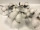 cotton branch with 12 heads, real pods, l approx. 55cm