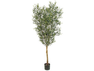 Olivenbaum grün getopft, H 150cm