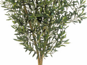 Olivenbaum grün getopft, H 150cm