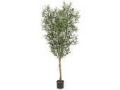 Olivenbaum grün getopft, H 150cm