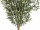 Olivenbaum grün getopft, H 150cm