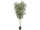 Olivenbaum grün getopft, H 150cm