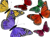 papillon "plumes" en diff. couleurs/tailles