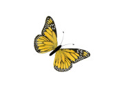 Schmetterling Federn L 29 x 19cm gelb